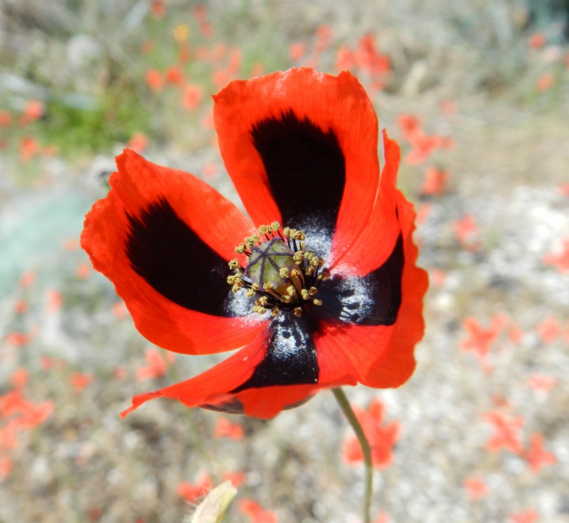 Изображение особи род Papaver.