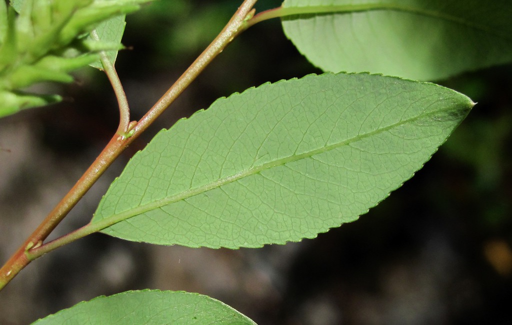 Изображение особи Salix arbuscula.