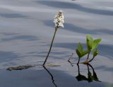 Menyanthes trifoliata. Цветущее растение. Архангельская обл., Соловки, о. Бол. Соловецкий, прибрежная зона небольшого озера. 04.06.2013.