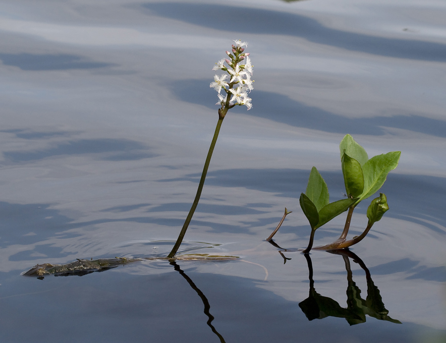 Image of Menyanthes trifoliata specimen.