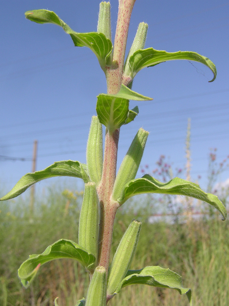 Image of Oenothera depressa specimen.