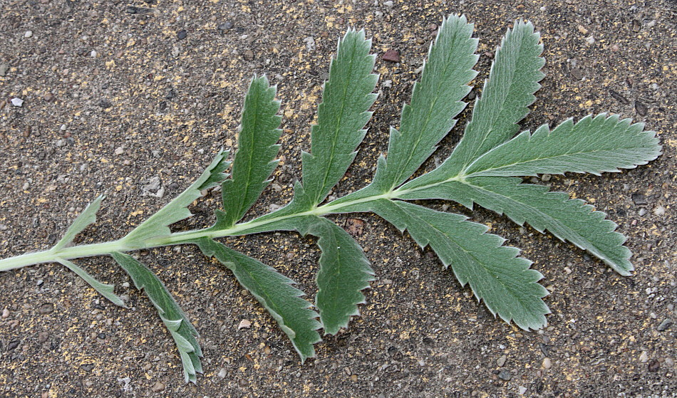 Image of genus Potentilla specimen.