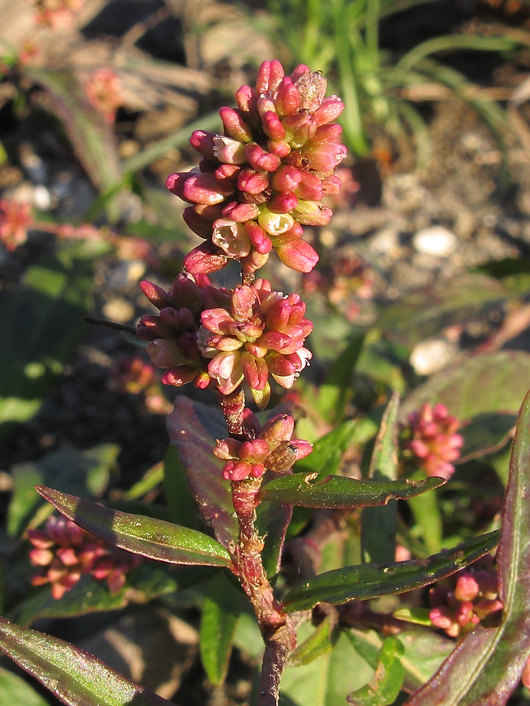 Image of Persicaria maculosa specimen.