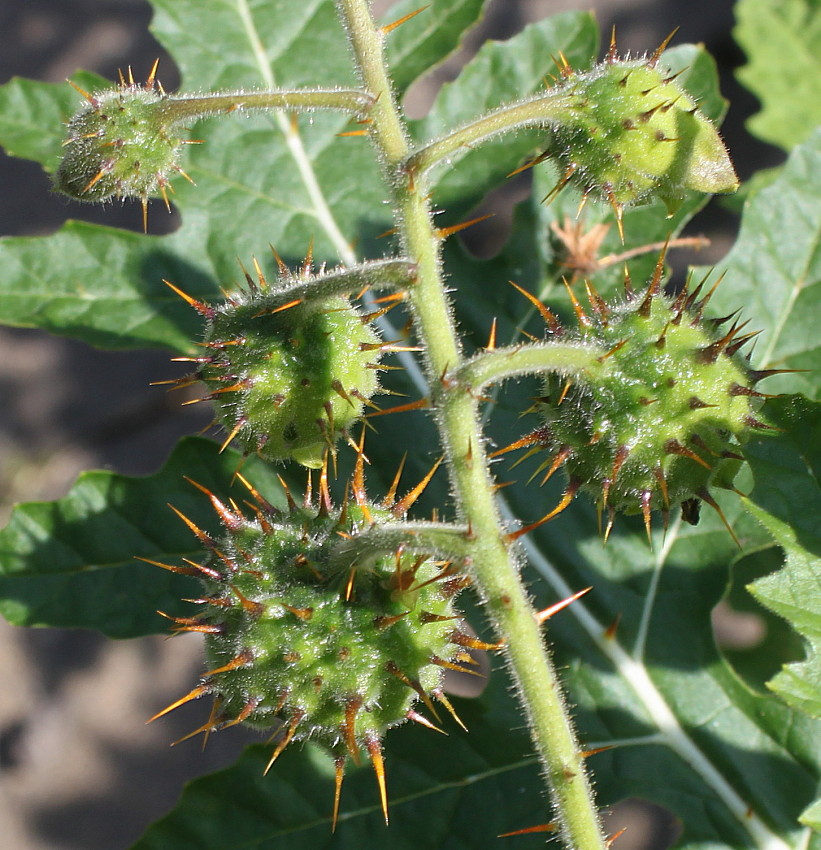 Изображение особи Solanum sisymbriifolium.