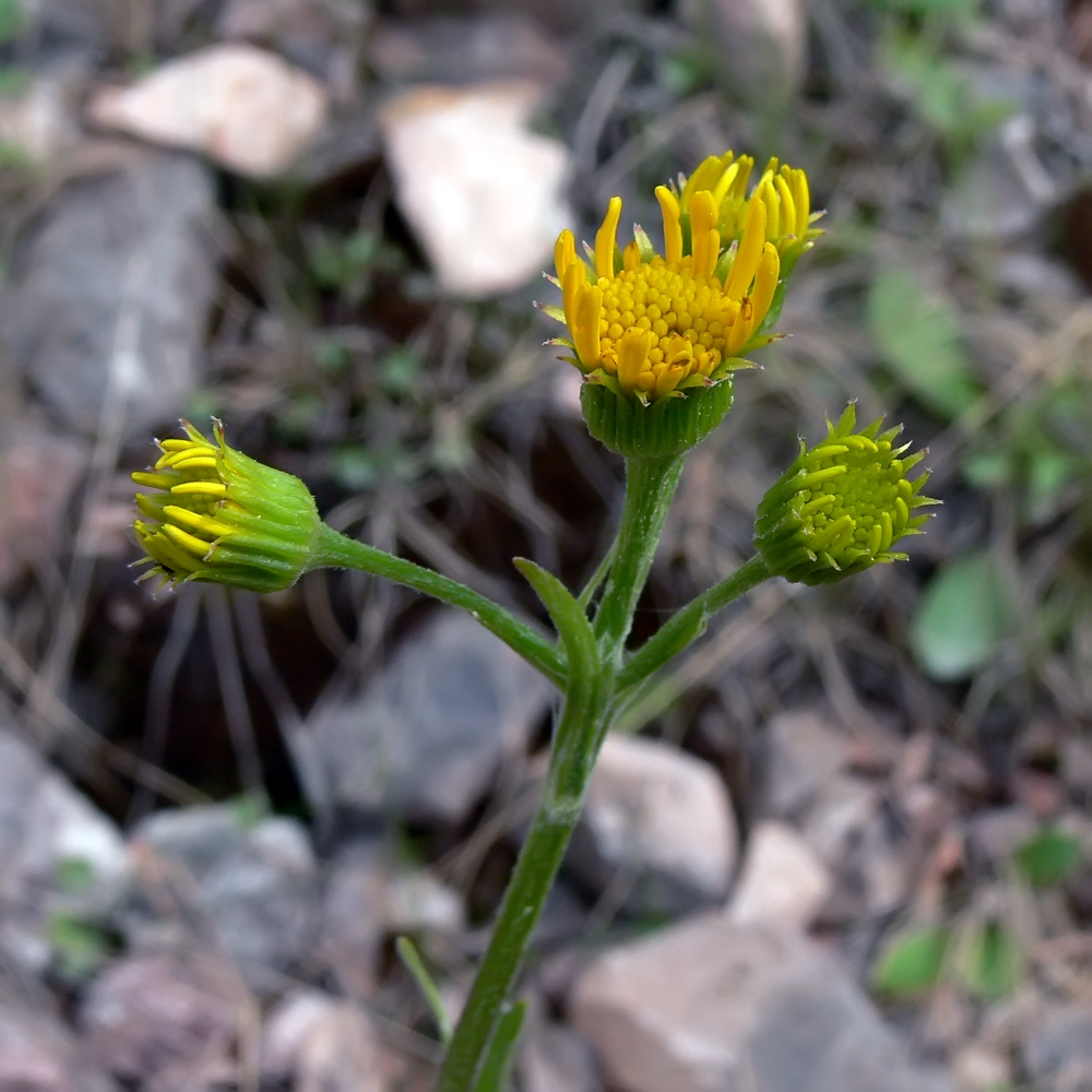 Изображение особи Tephroseris integrifolia.