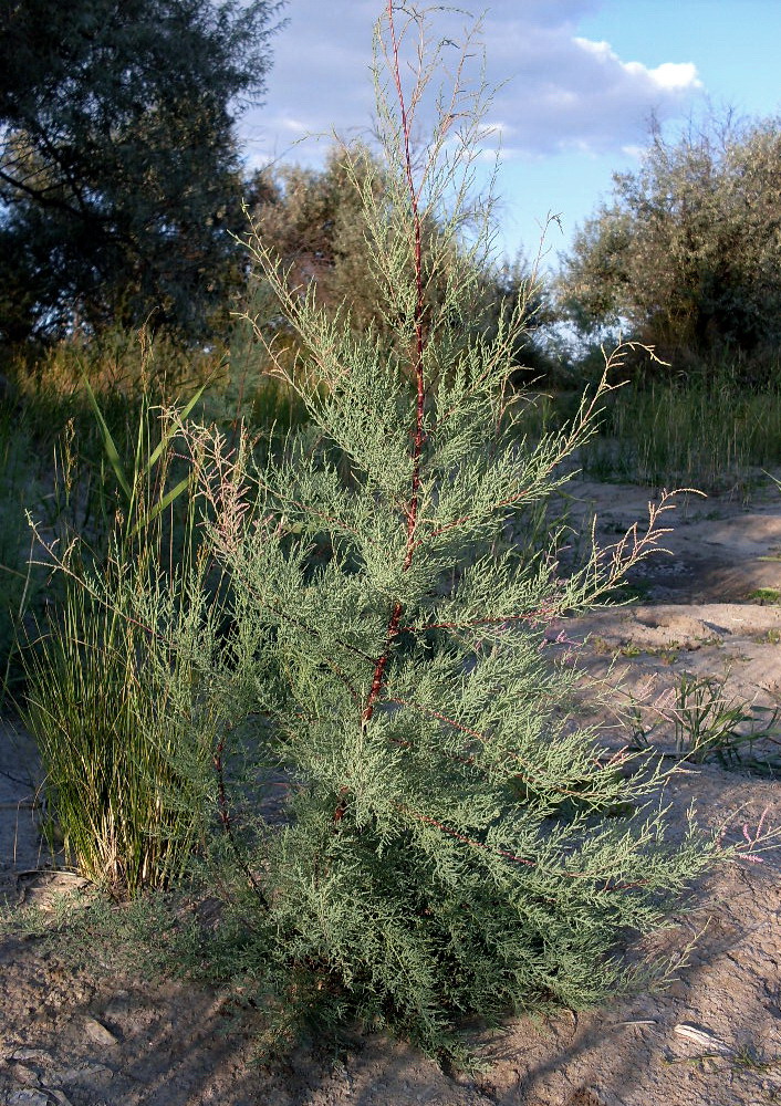 Image of Tamarix ramosissima specimen.