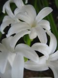 род Hyacinthus