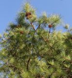 Pinus rigida. Ветви со зрелыми шишками. Германия, г. Дюссельдорф, Ботанический сад университета. 10.03.2014.
