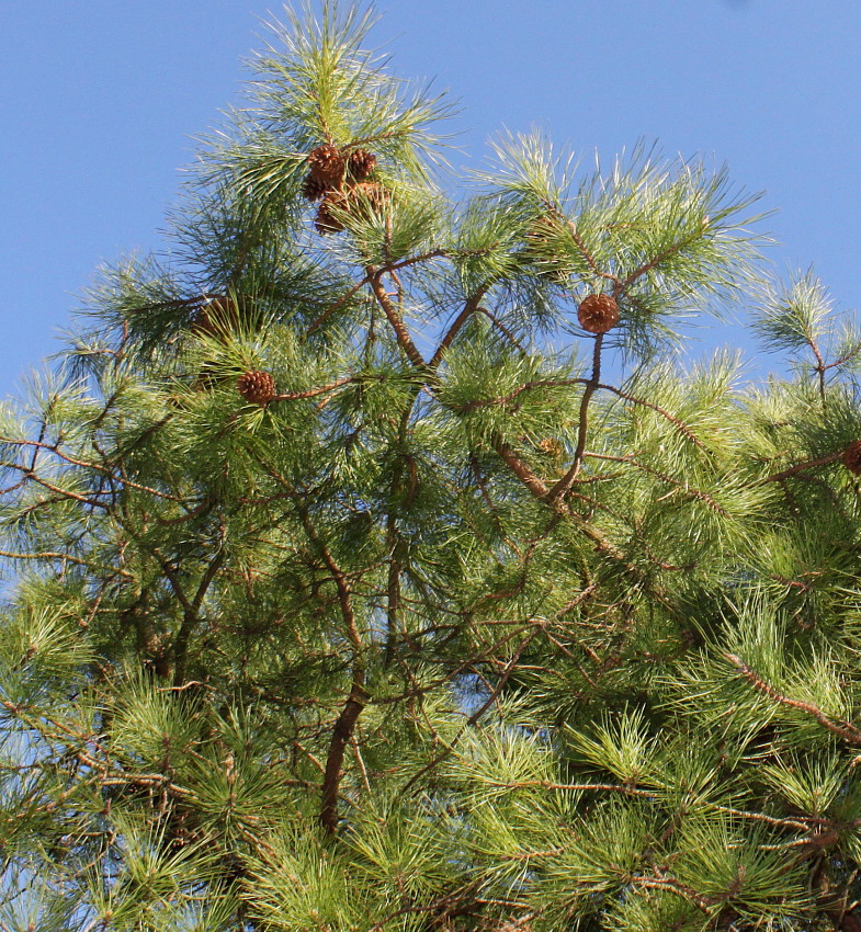 Image of Pinus rigida specimen.