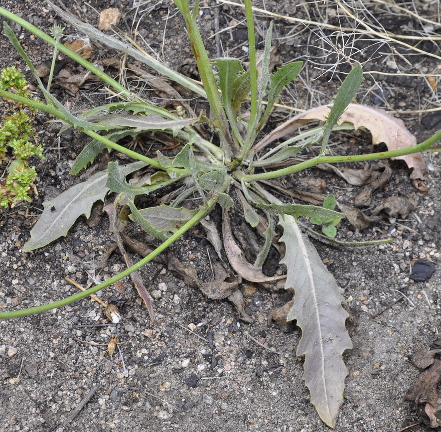 Image of Tolpis umbellata specimen.