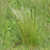 Stipa lessingiana. Цветущие растения. Ростовская обл., Неклиновский р-н, Николаевское с/п, балка. 10.05.2014.