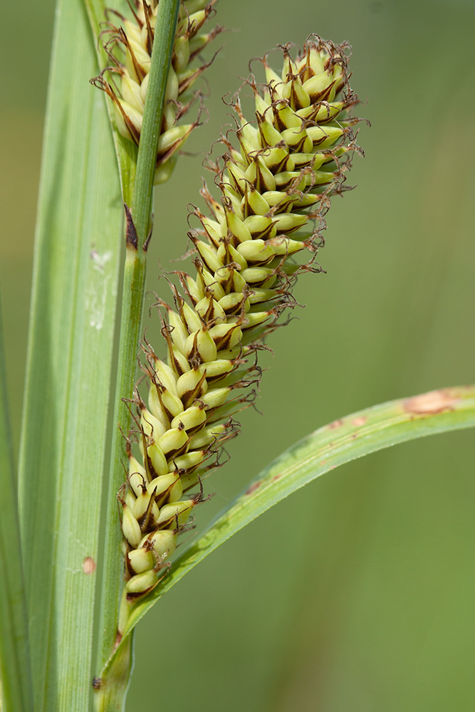 Изображение особи Carex acutiformis.