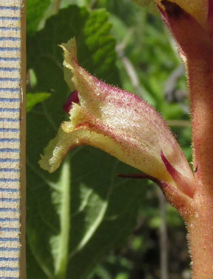 Image of Orobanche alba specimen.