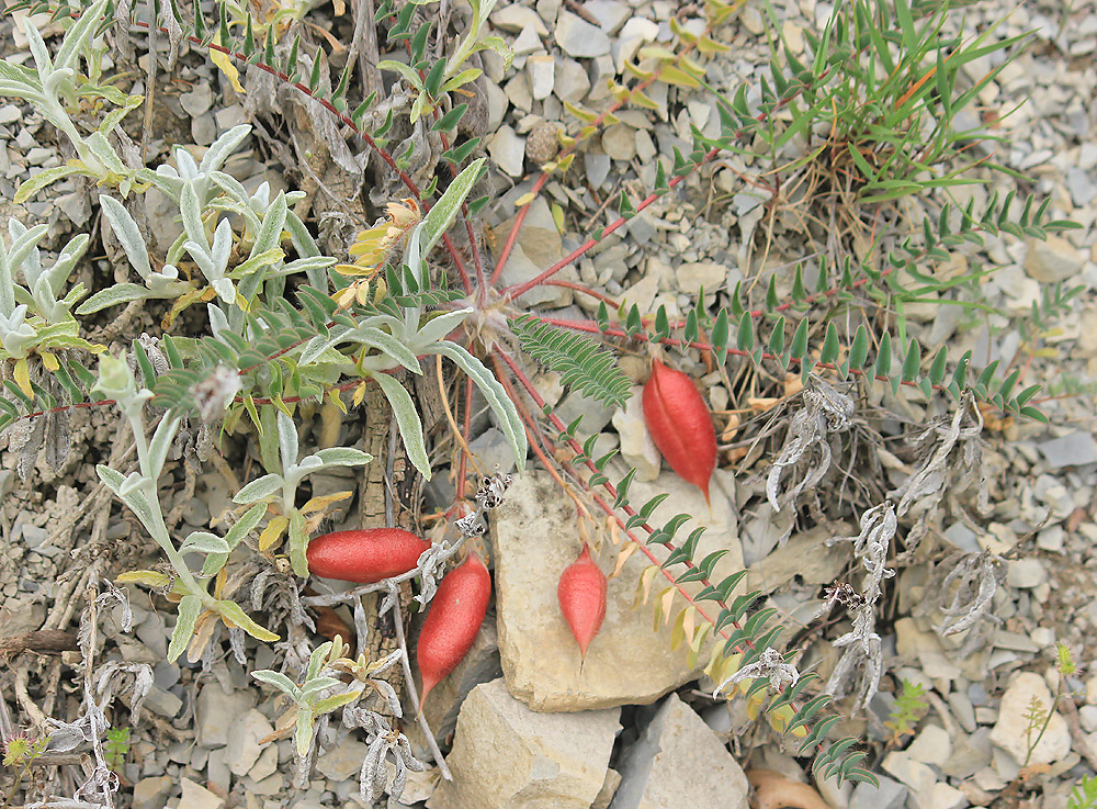 Изображение особи Astragalus utriger.