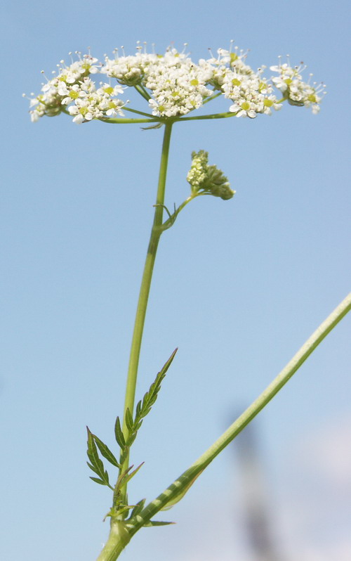 Image of Chaerophyllum aureum specimen.