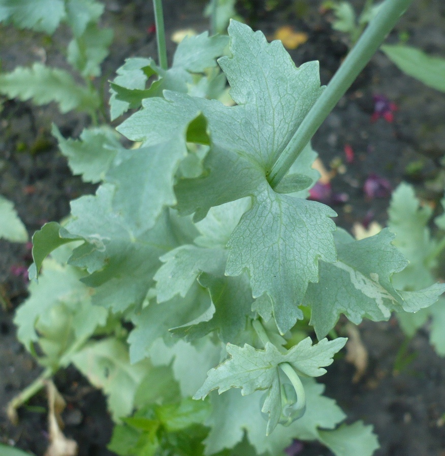 Image of Papaver somniferum specimen.