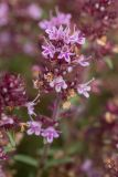 genus Thymus. Соцветие. Черногория, нац. парк Ловчен. 18.07.2014.