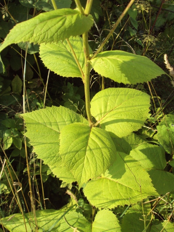 Изображение особи Telekia speciosa.