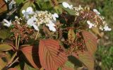 Viburnum plicatum