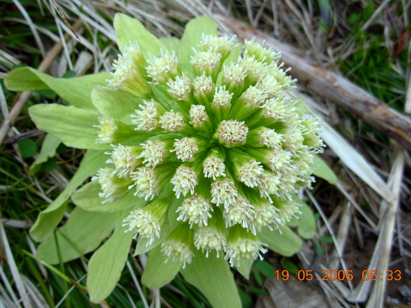 Image of Petasites amplus specimen.