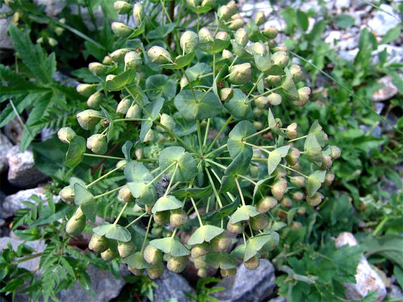 Изображение особи Euphorbia glaberrima.