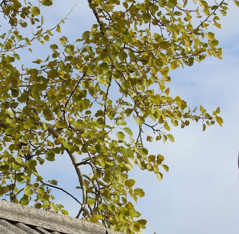 Image of Populus &times; canescens specimen.