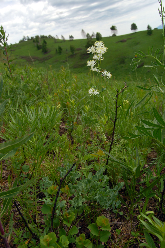 Image of Thalictrum petaloideum specimen.