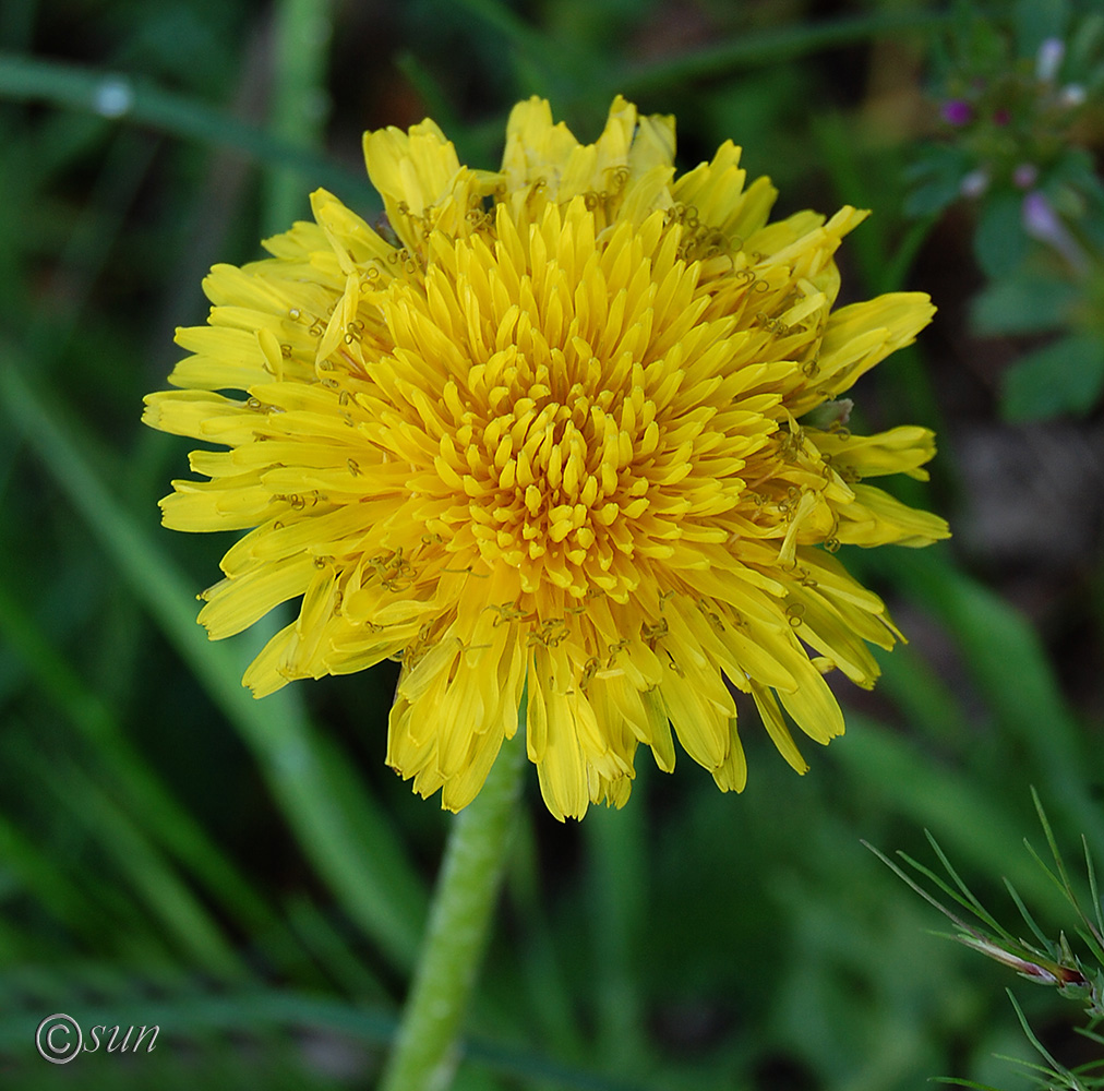 Image of Taraxacum officinale specimen.