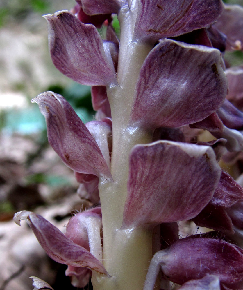 Image of Lathraea squamaria specimen.