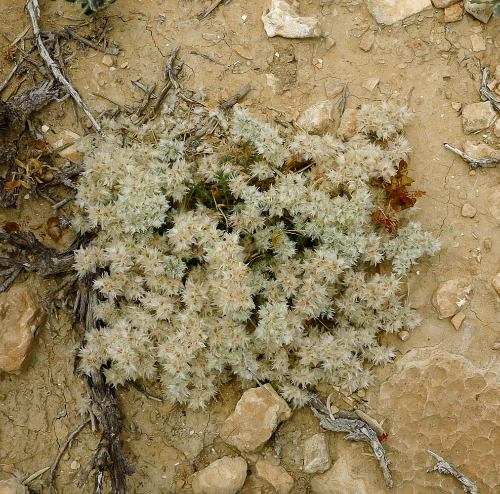 Image of Paronychia sinaica specimen.