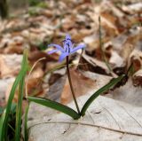 Scilla bifolia