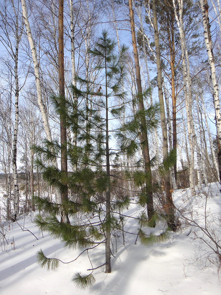 Изображение особи Pinus sibirica.