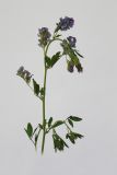 Medicago × varia. Верхушка цветущего растения. Республика Молдова, пригород Кишинёва. 26 мая 2009 г.