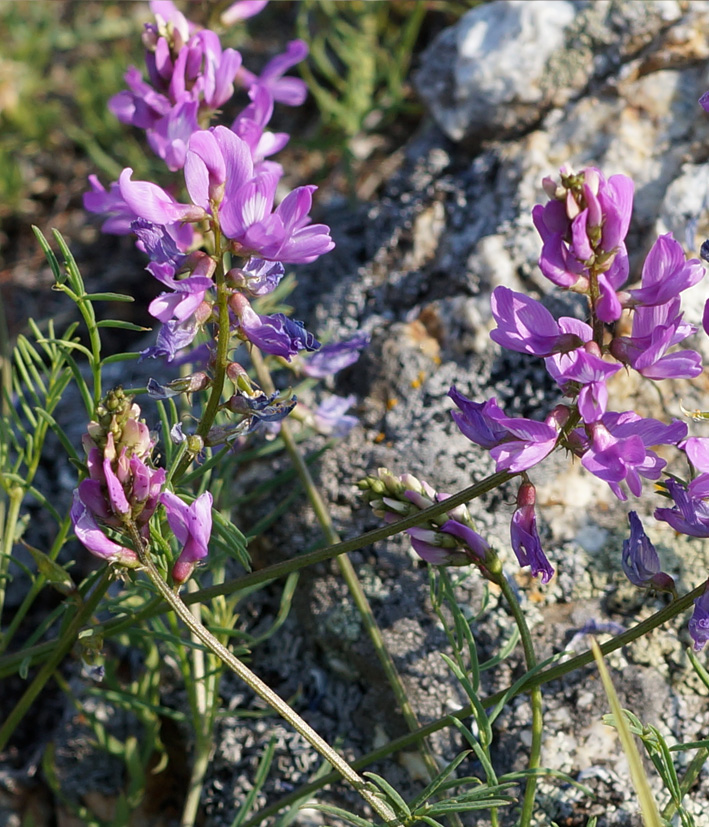 Image of Oxytropis coerulea specimen.