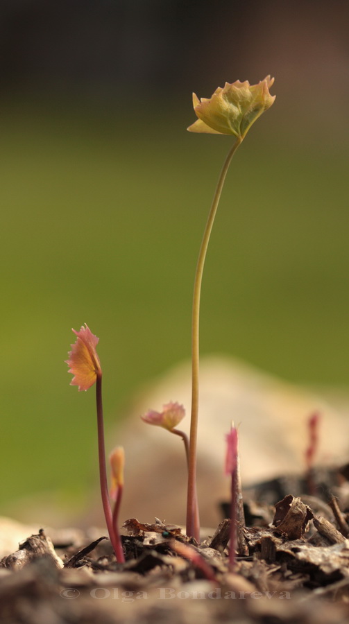 Image of Achlys triphylla specimen.