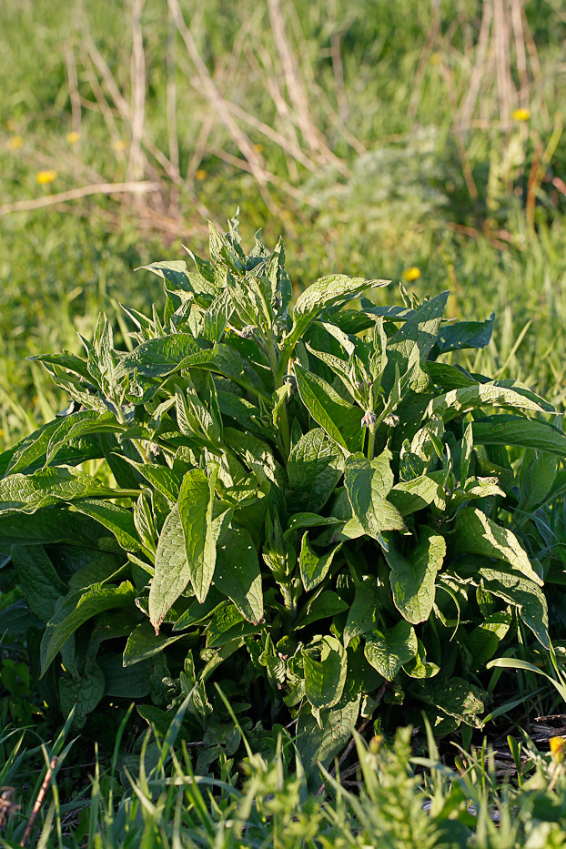 Image of Symphytum officinale specimen.