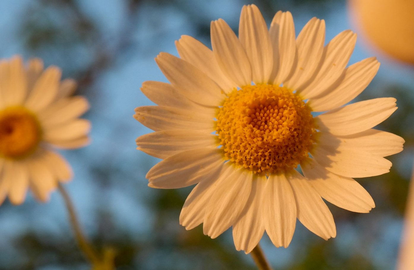 Image of genus Anthemis specimen.