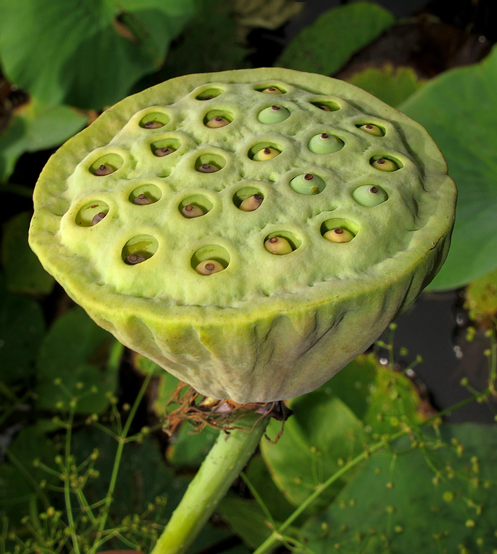 Image of Nelumbo komarovii specimen.