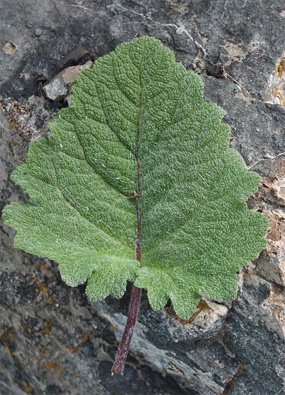 Image of Salvia verbascifolia specimen.