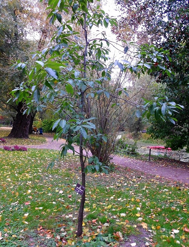 Изображение особи Quercus imbricaria.