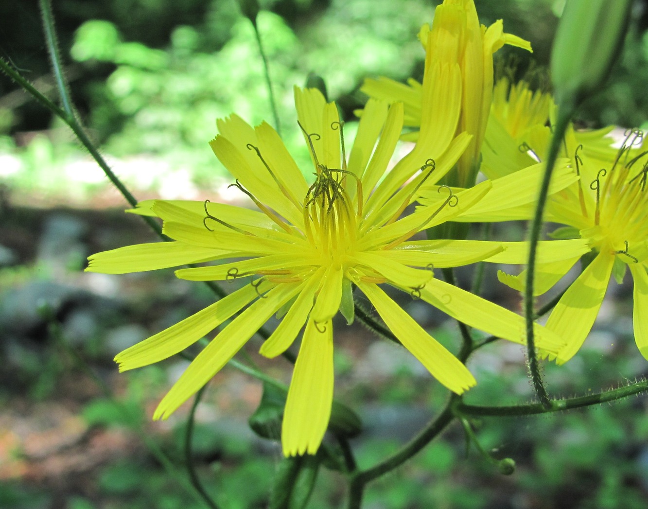 Image of Lapsana grandiflora specimen.