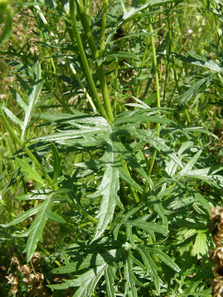 Image of Senecio erucifolius specimen.