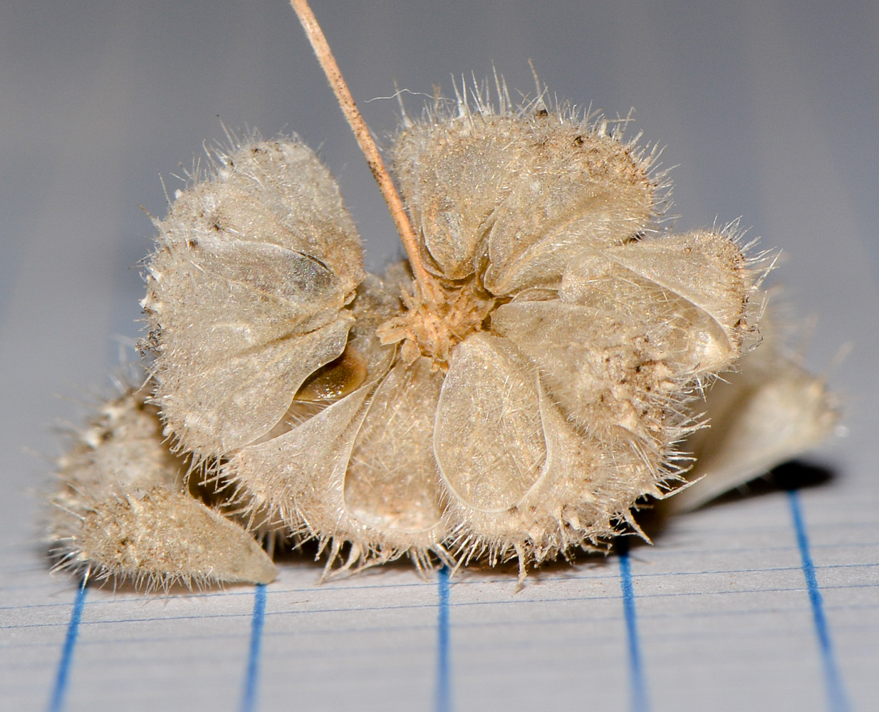 Image of Urtica pilulifera specimen.