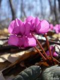 Cyclamen coum