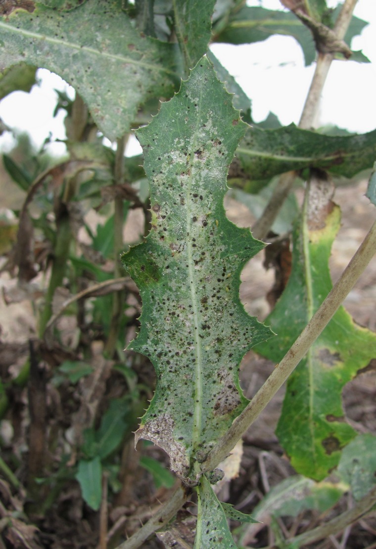 Image of Lactuca serriola specimen.