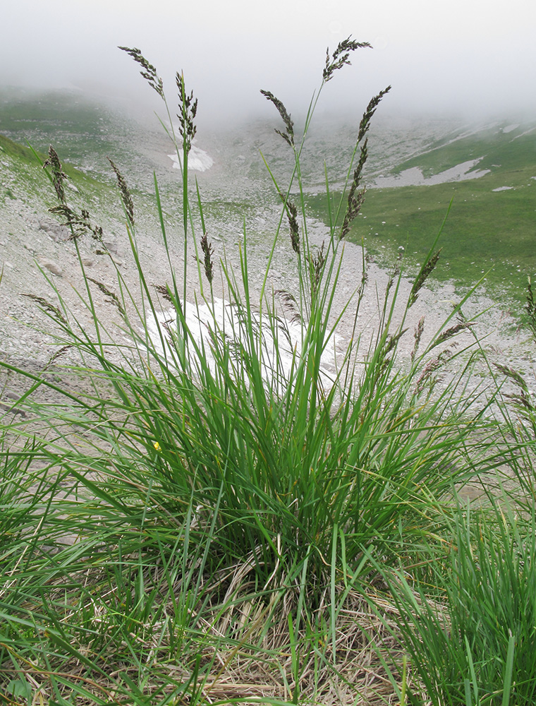 Изображение особи Deschampsia cespitosa.