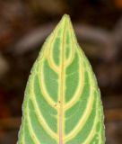 Sanchezia speciosa. Верхушка листа (вид с обратной стороны). Израиль, Шарон, г. Тель-Авив, ботанический сад тропических растений. 02.05.2016.