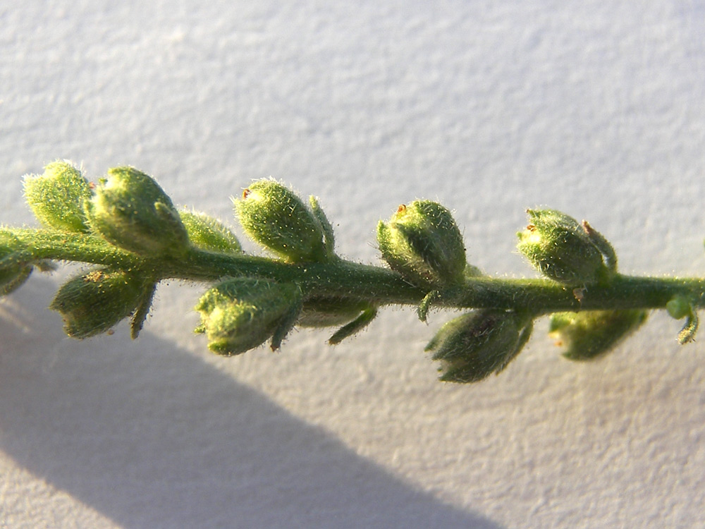 Image of Verbena supina specimen.