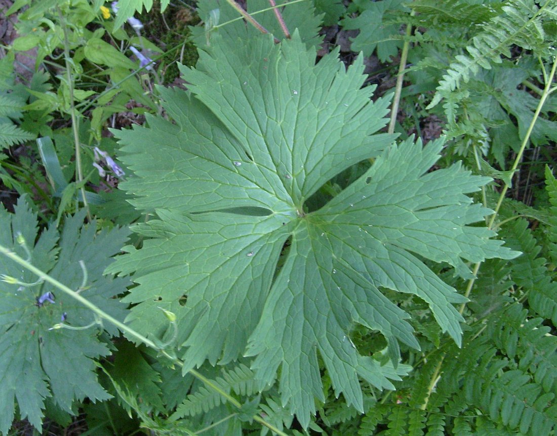 Image of Aconitum septentrionale specimen.