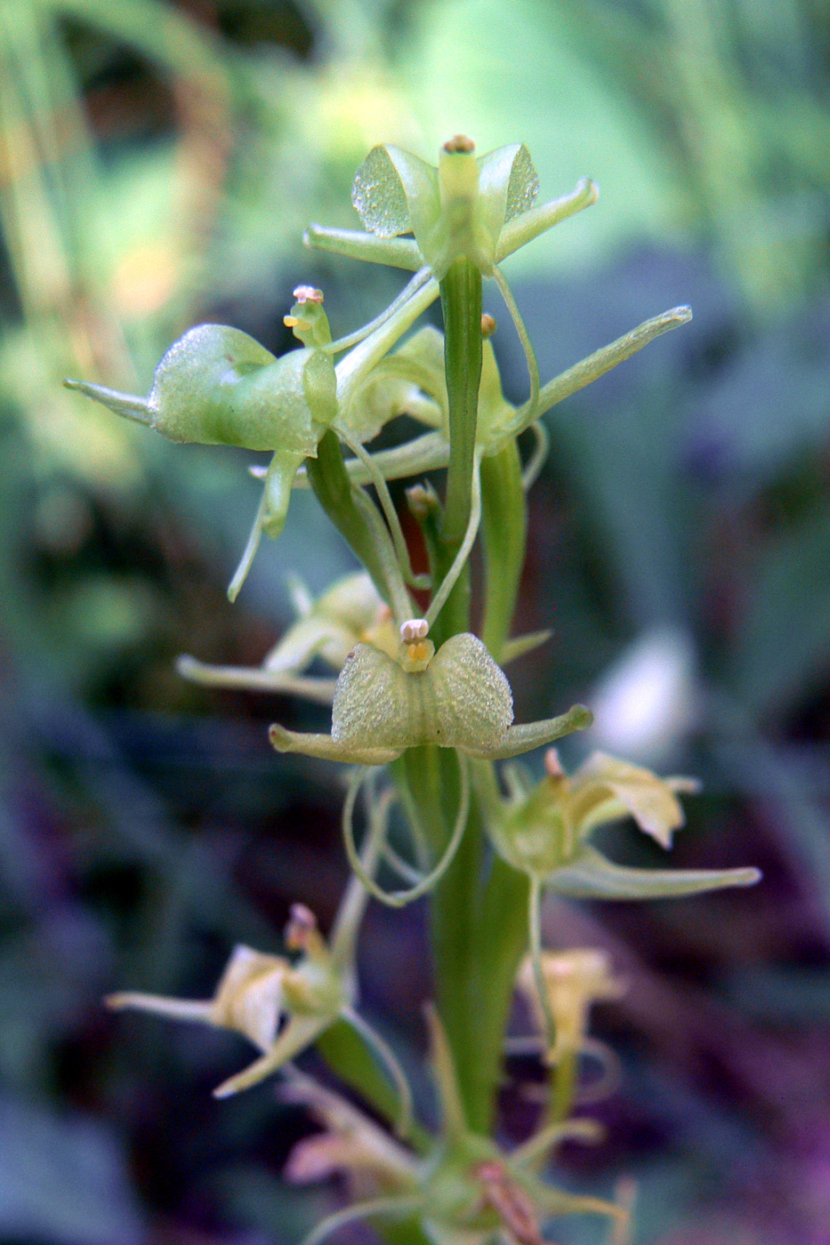 Image of Liparis kumokiri specimen.